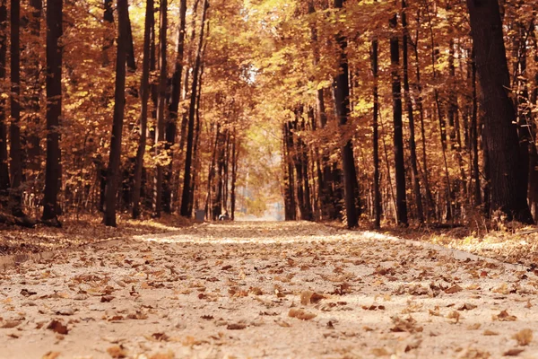 Fondo hojas de otoño en el parque —  Fotos de Stock