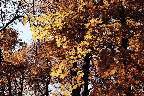 Concepto otoño en la ciudad —  Fotos de Stock