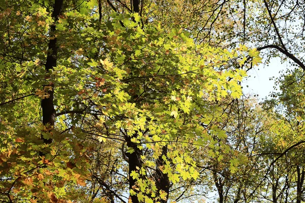 背景の木は森の中 — ストック写真