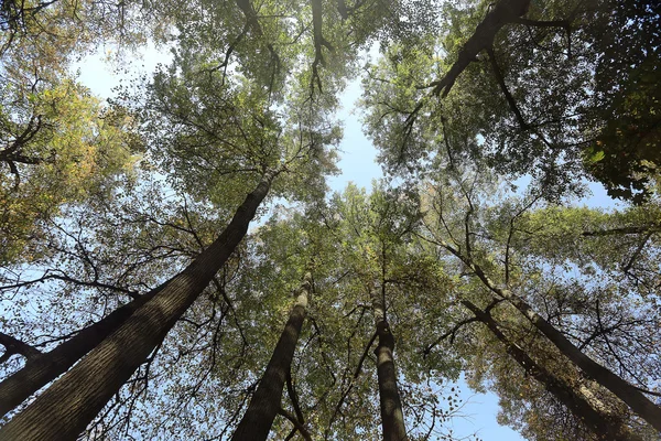 秋の空の背景を葉します。 — ストック写真