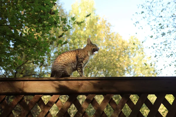 Roztomilý kočka domácí na podzim park — Stock fotografie