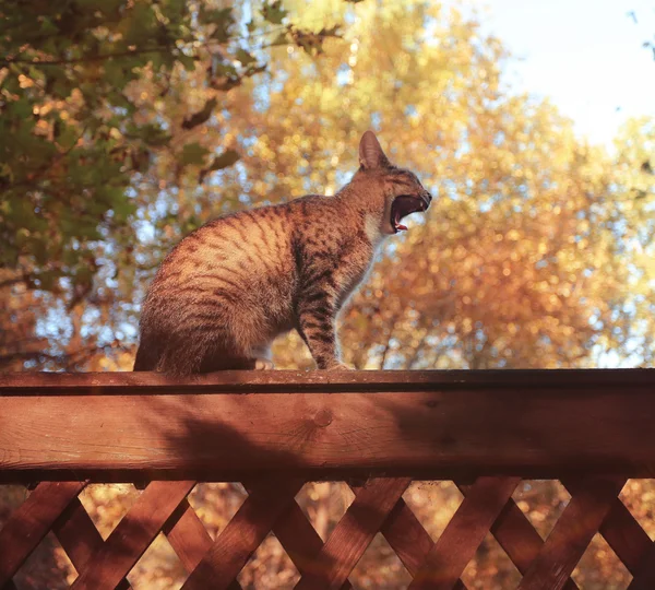 Lindo gato doméstico en otoño parque —  Fotos de Stock