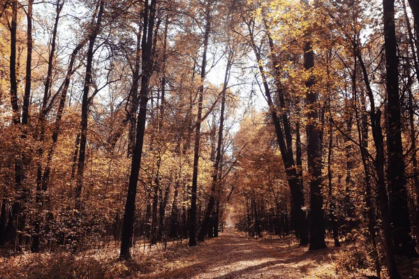 Paysage automne dans une forêt dorée — Photo