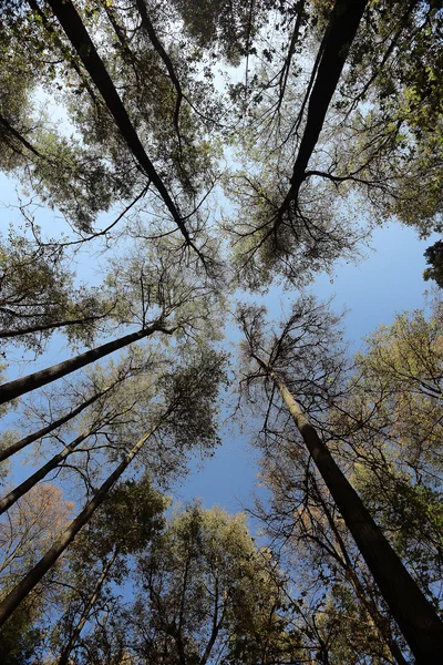 Ramos árvores olhar para cima fundo outono — Fotografia de Stock