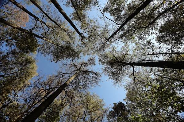 Ramas de árboles miran hacia arriba fondo otoño — Foto de Stock