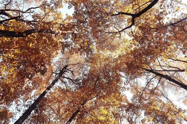 Träd grenar ser upp höstens bakgrund — Stockfoto