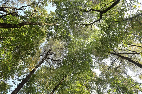 秋の空の背景を葉します。 — ストック写真