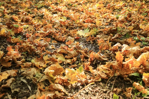 Texture autunnale di foglie cadute gialle — Foto Stock