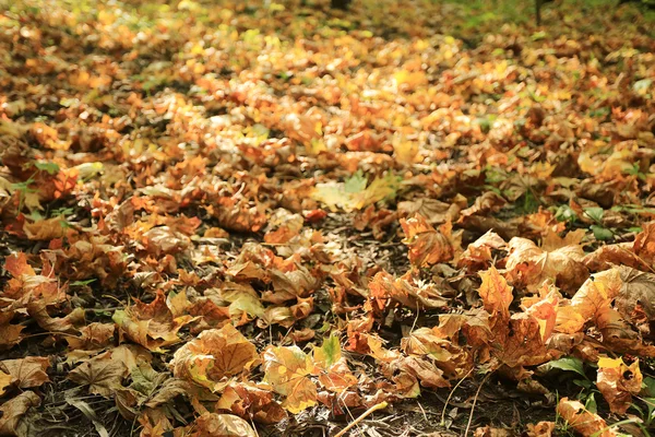 落ちた紅葉背景 — ストック写真