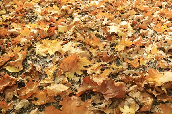 Herfst textuur van gele fallen bladeren — Stockfoto