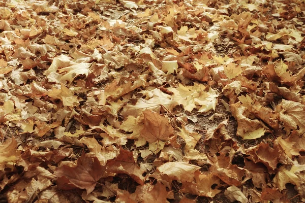 Autumn texture of yellow fallen leaves — Stock Photo, Image