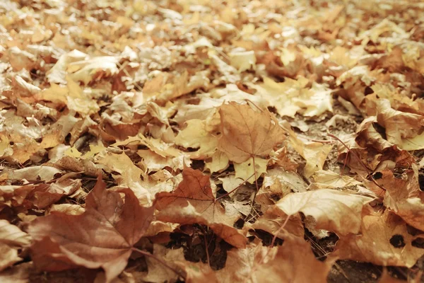 Background of fallen leaves — Stock Photo, Image