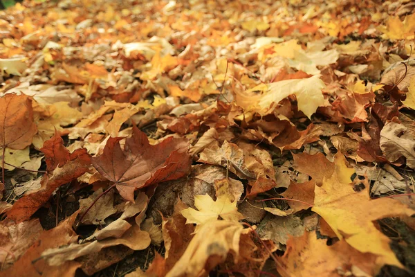 Autumn texture of yellow fallen leaves — Stock Photo, Image