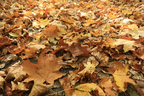 Herfst textuur van gele fallen bladeren — Stockfoto