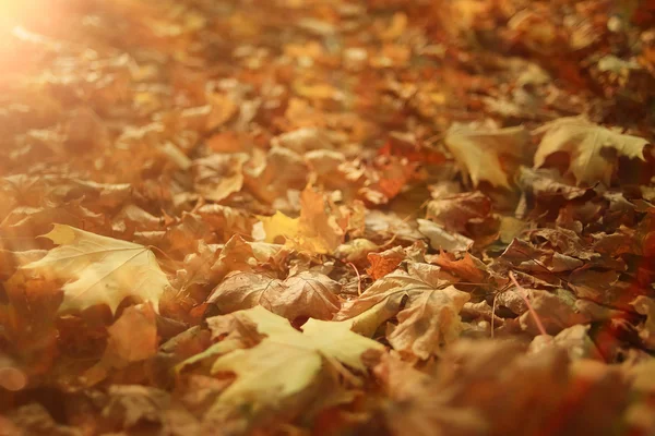 Hojas de otoño amarillo caído fondo — Foto de Stock