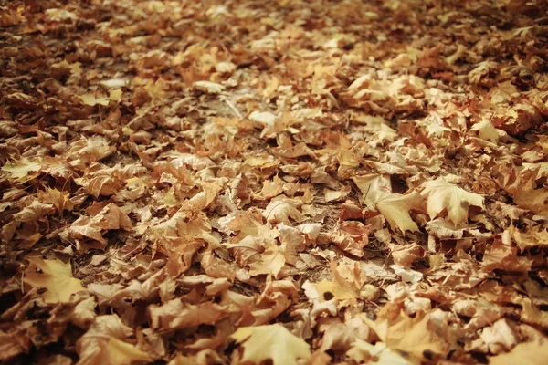 Hojas de otoño amarillo caído fondo —  Fotos de Stock