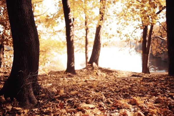 Осенний пейзаж в природе — стоковое фото