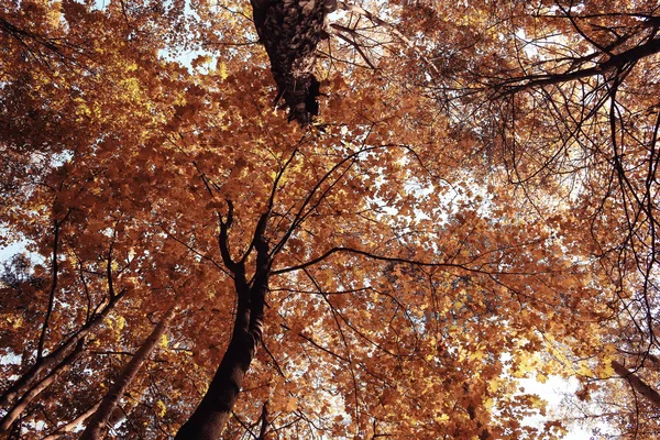 枝は見上げる秋の背景 — ストック写真