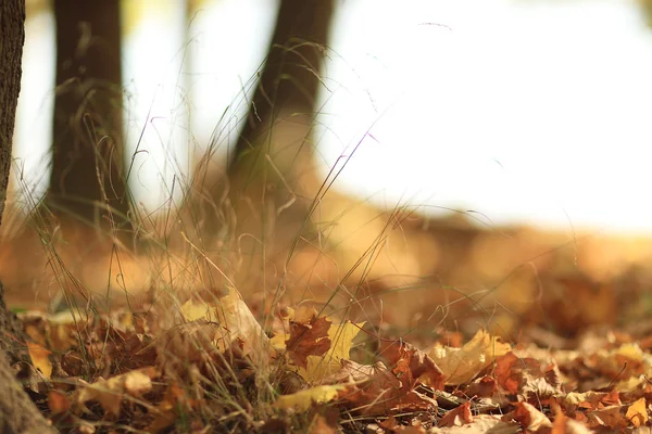 Paisaje otoño en un bosque dorado —  Fotos de Stock