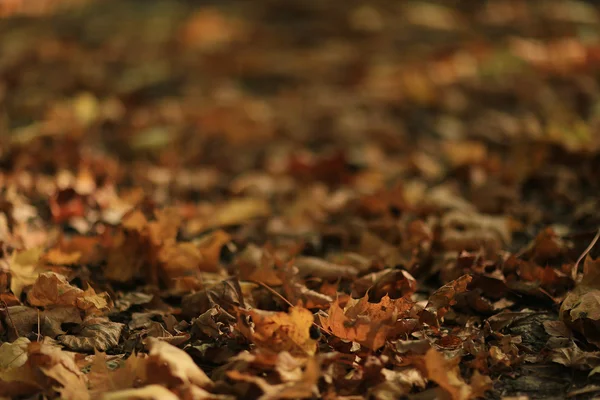 Upadły żółty autumn odchodzi tło — Zdjęcie stockowe