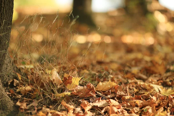 Texture autunnale di foglie cadute gialle — Foto Stock