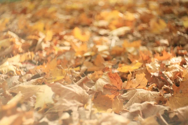 Autumn texture of yellow fallen leaves — Stock Photo, Image