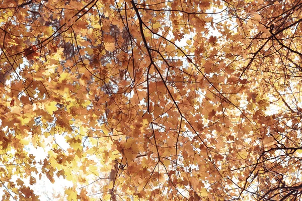 Bäume Äste sehen herbstlich aus — Stockfoto