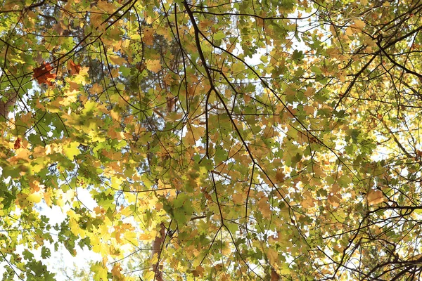 Fondo hojas de otoño en el parque — Foto de Stock