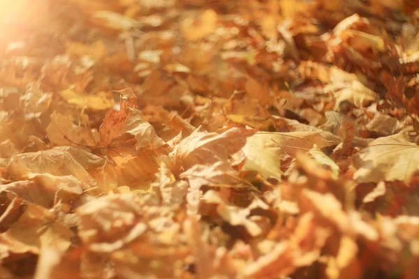 Bukott sárga őszi levelek háttér — Stock Fotó