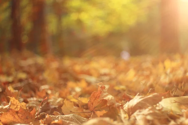 Fondo hojas de otoño en el parque — Foto de Stock