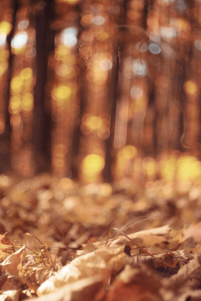 autumn landscape in nature