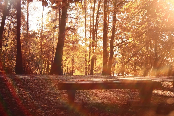 Liggande bakgrund i soliga höst park — Stockfoto