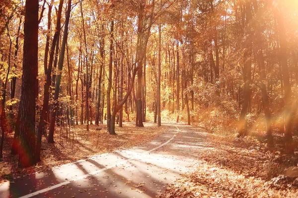 Fondo del paisaje en el soleado parque de otoño —  Fotos de Stock