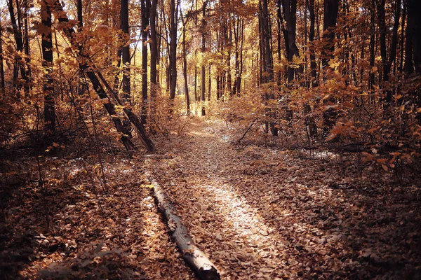 Höstlandskap i naturen — Stockfoto