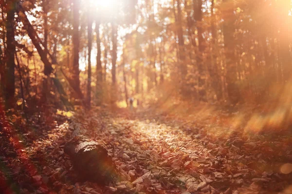 Fond dans le parc d'automne ensoleillé — Photo