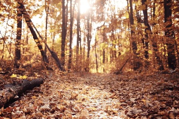 日当たりの良い秋の公園で背景 — ストック写真