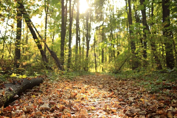 ゴールデン フォレスト内の風景秋 — ストック写真