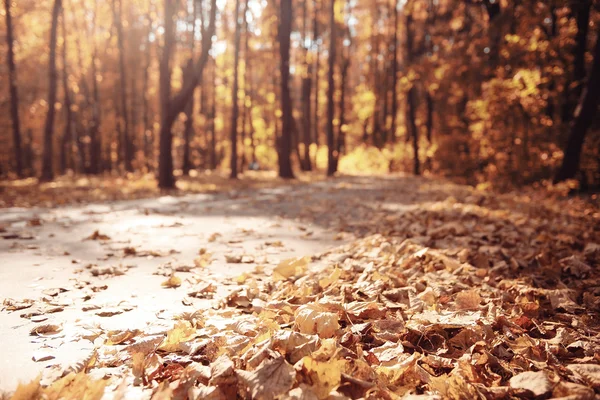 Paisaje de otoño en la naturaleza —  Fotos de Stock