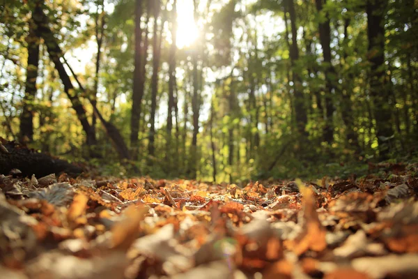 在公园里背景秋天的落叶 — 图库照片#