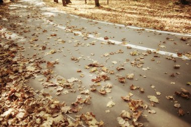 Park arka plan sonbahar yaprakları