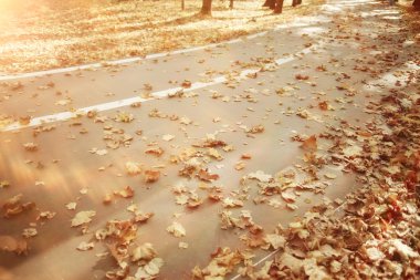 Park arka plan sonbahar yaprakları