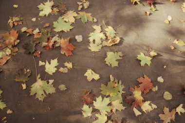 arka plan düşmüş sarı sonbahar yaprakları