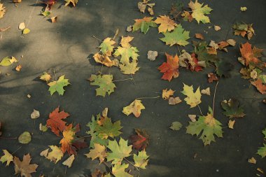 Park arka plan sonbahar yaprakları