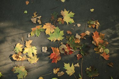 arka plan düşmüş sarı sonbahar yaprakları