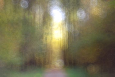 Sonbahar Park odaklanmamış arka plan