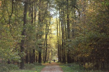 arka plan ağaç ormandaki