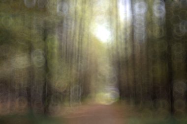 Sonbahar Park odaklanmamış arka plan