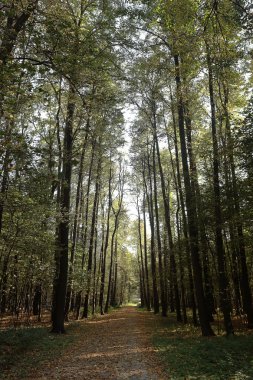 Parkta yaz manzarası