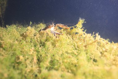 Dalış fotoğraf kerevit nehir