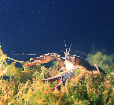 Dalış fotoğraf kerevit nehir